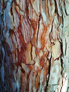The texture of the bark of the tree is brown with cracks close-up. Stock Photos