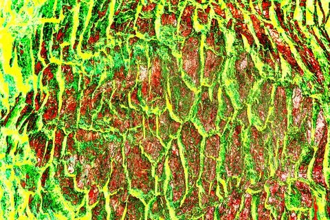 The texture of the bark of a tree close-up. Pattern of natural tree bark ba.. Stock Photos