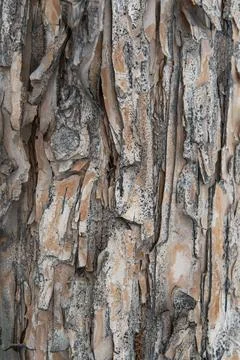 The texture of the bark of a tree in close-up, vertical photo. Stock Photos