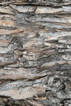 The texture of the bark of a tree in close-up, vertical photo. Stock Photos