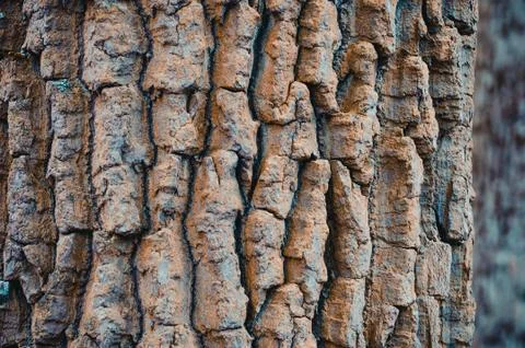 Texture of the bark of the tree coniferous, moss. Foto stock