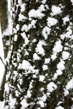 Texture of the bark of a tree covered with white snow and green moss 스톡 사진