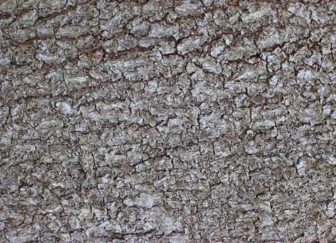 Texture of bark of a tree of dark color in a sunlight Stock Photos