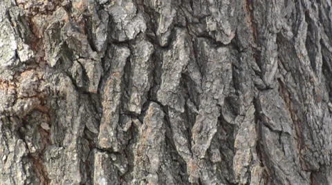 Texture of bark of tree Stock-Footage 36186784