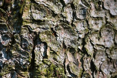 The texture of the bark of the tree in the forest, the background of nature. Stock Photos