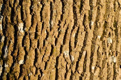 Texture of the bark of a tree in the light of the setting sun. Foto stock