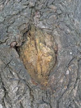 Texture of the bark of a tree. Natural background. Bark of a tree close-up. Stock Photos