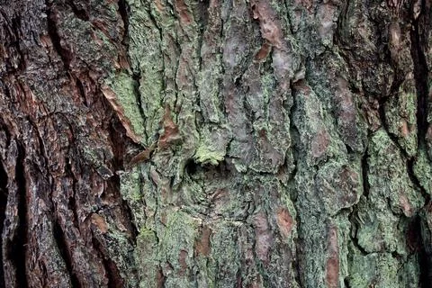 The texture of the bark of a tree overgrown with moss. 写真素材