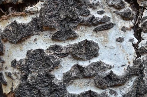 Texture of bark of tree Stock Photos