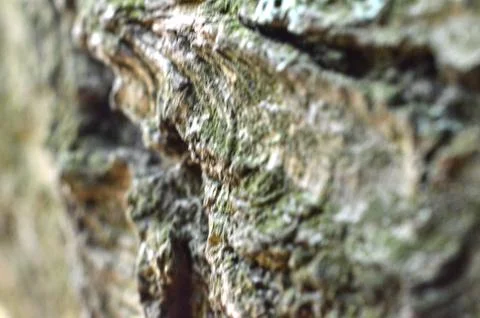 Texture of bark of tree Stock Photos