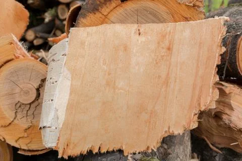 Texture of the bark of a tree Stock Photos