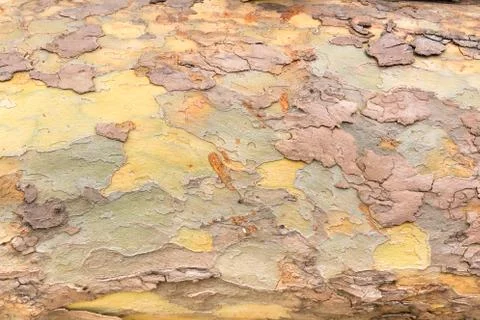 Texture of the bark of a tree Stock Photos