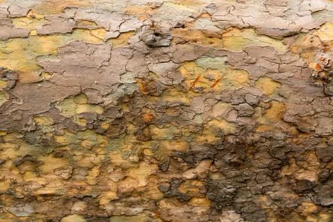 Texture of the bark of a tree Stock Photos