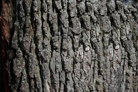 Texture of the bark of a tree Фото