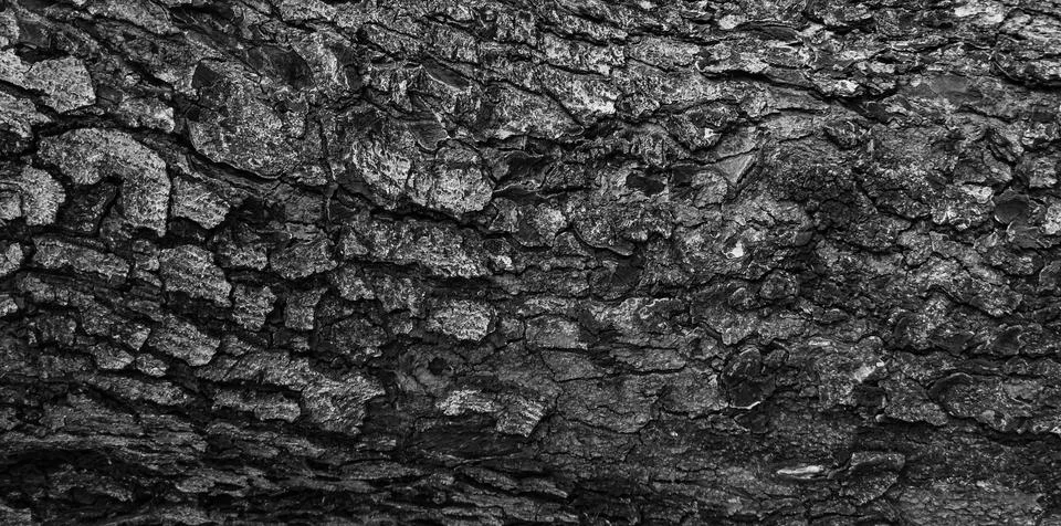 The texture of the bark of tree. Stock Photos