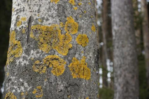 The texture of the bark of the tree poplar red moss lichen Stock Photos