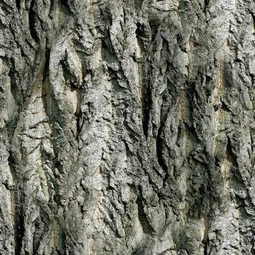 Texture of the bark tree, seamless pattern Stock Photos