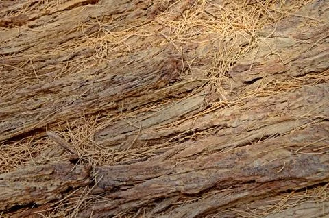 Texture of the bark of a tree with small branches. Brown natural background Stock Photos