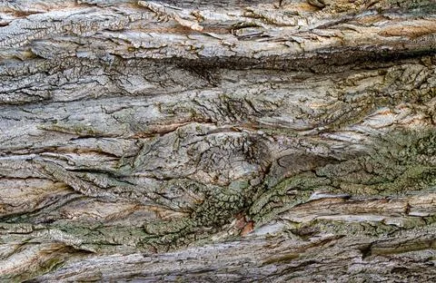 Texture of the bark of the tree with the suke and wrinkles 写真素材