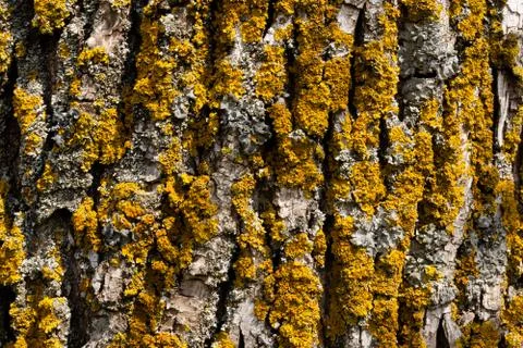 Texture of the bark of a tree trunk with moss. Close-up Foto stock
