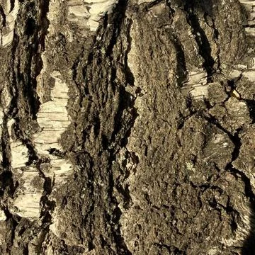 Texture, bark, tree, wood, brown, abstract, pattern, old, rock, rough, natural,  Stock Photos