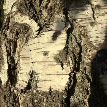 Texture, bark, tree, wood, brown, abstract, pattern, old, rock, rough, natural,  Stock Photos