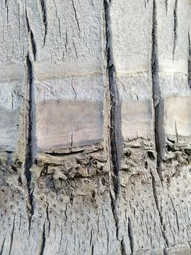 The texture of the bark of a tropical tree trunk Foto stock