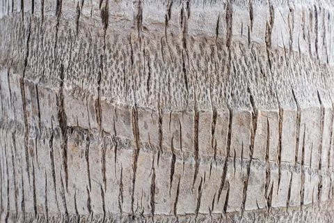 The texture of the bark of the trunk of a coconut palm tree. the rough back.. Stock Photos