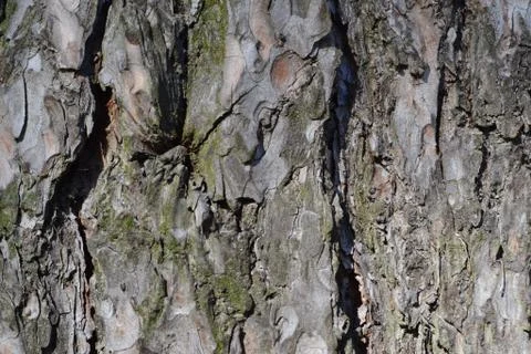 The texture of the bark on the trunk of the pine 写真素材