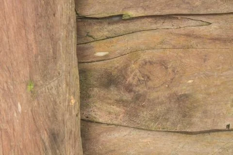 Texture of bark wood Stock Photos