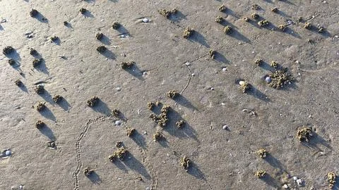 The texture of the beach soil forms a natural pattern due to sea water and .. Stock Photos