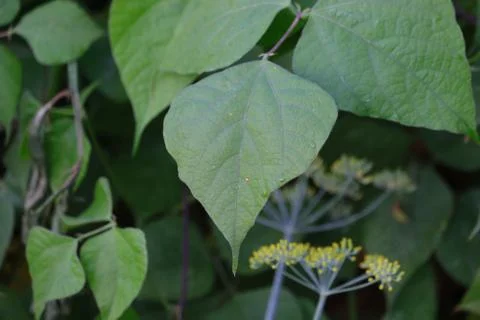 Texture of beans' leaf of front side Stock Photos