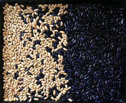 The texture of beans Stock Photos