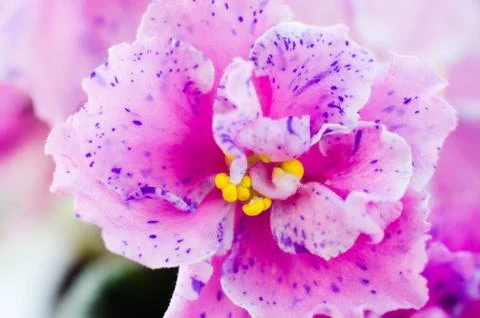 The Texture of Beautiful Flower Close Up. Stock Photos