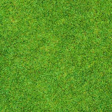 Texture of Beautiful green grass pattern from golf course Stock Photos