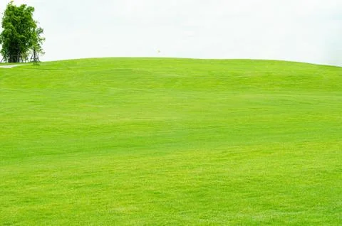 Texture of Beautiful green grass pattern from golf course Stock Photos