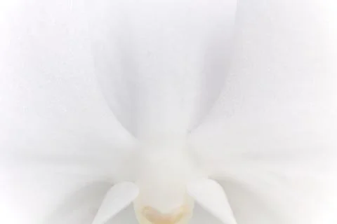 The Texture of the Beautiful White Flower. Background Foto stock