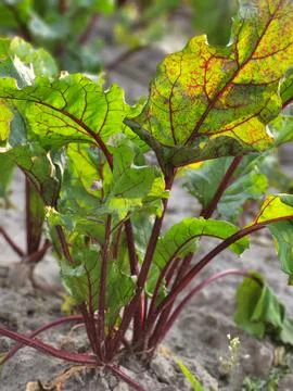 Texture of beetroot leaves and tops during growth Foto stock