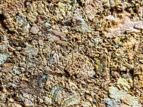 Texture of a beige-brown mossy surface of a rock Stock-Fotos