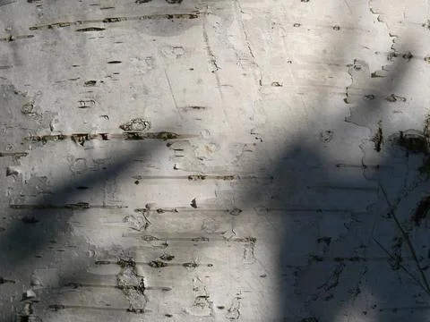 The texture of the birch bark is almost all white. Close Stock Photos