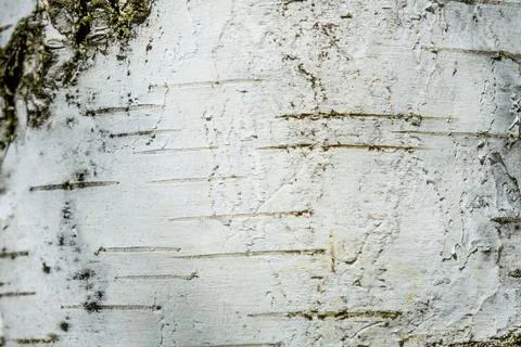 Texture of birch bark for the background Stock Photos
