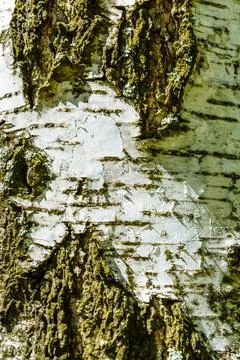Texture of birch bark for the background Stock Photos