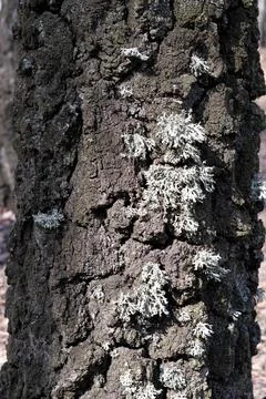 Texture of birch bark with lichen.Old Tree, natural background Stock Photos