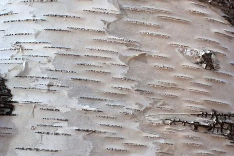 Texture of birch bark Stock Photos