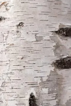 Texture of birch bark Stock Photos