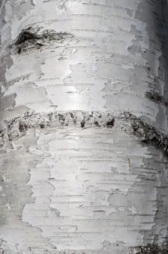 Texture of birch bark Stock Photos