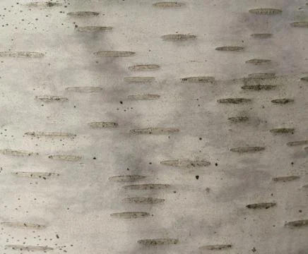 Texture of birch bark Stock Photos