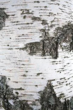 Texture of birch bark Stock Photos