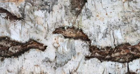 The texture of the birch bark. Stock Photos