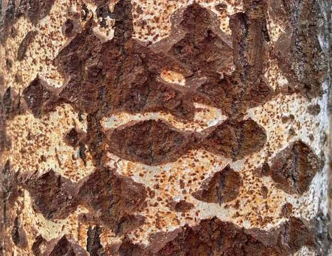 The texture of birch bark Stock Photos